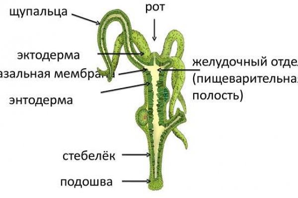 Почему не работает мега даркнет